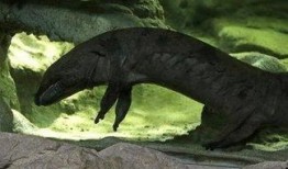 黑哥爆料娃娃鱼视频,神秘娃娃鱼真实影像首度曝光