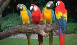 宠物大爆料鹦鹉视频下载,鹦鹉视频下载攻略全解析